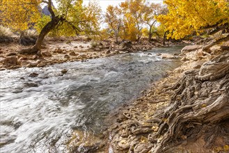 Virgin River flowing through Zion National Park in autumn, , Utah, USA