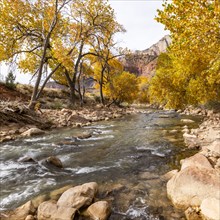 Virgin River flowing through Zion National Park in autumn, , Utah, USA