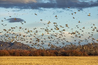 Migrating mallard duck in flight over fields and hills at sunset, Bellevue, Idaho, USA