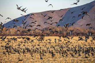 Migrating mallard duck in flight over fields, Bellevue, Idaho, USA