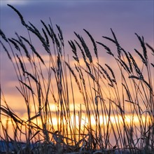 Silhouettes of wild grasses against sky at sunset, Bellevue, Idaho, USA