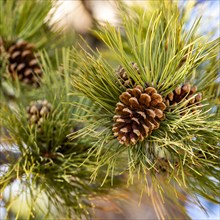 Close-up of pine cone on branch with needles, , Utah, USA