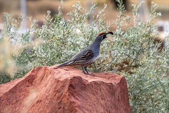 Gambels Quail perching on red rock in Zion National Park, , Utah, USA