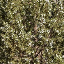 Close-up of berries on a juniper tree, , Utah, USA