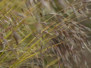 Close-up of tall grass in meadow, Te Anau, Fiordland, New Zealand