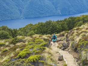 Rear view of female hike descending steps in Fiordland National Park, Te Anau, Fiordland, New