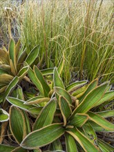 Close-up of green plants growing in Fiordland National Park, Te Anau, Fiordland, New Zealand