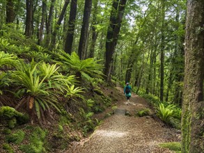 Rear view of hiker on footpath in forest in Fiordland National Park, Te Anau, Fiordland, New