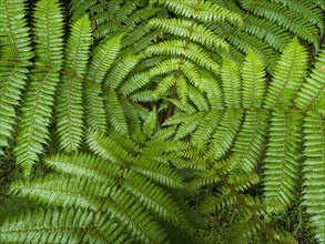 Close-up of green ferns growing in Fiordland National Park, Te Anau, Fiordland, New Zealand