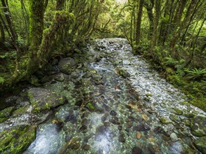 Shallow creek and moss covered trees in forest in Fiordland National Park, Te Anau, Fiordland, New