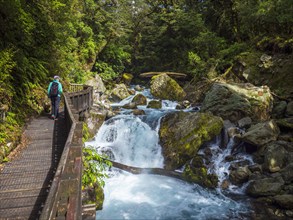 Rear view of hiker crossing footbridge over creek in Fiordland National Park, Te Anau, Fiordland,