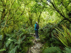 Rear view of hiker looking at plants in forest in Fiordland National Park, Te Anau, Fiordland, New