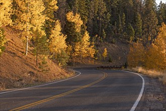 Usa, New Mexico, Santa Fe, Road and trees in Fall colors in Sangre De Cristo Mountains, Santa Fe,