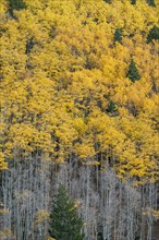 Usa, New Mexico, Santa Fe, Aspen trees in Fall colors in Sangre De Cristo Mountains, Santa Fe, New