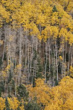 Usa, New Mexico, Santa Fe, Aspen trees in Fall colors in Sangre De Cristo Mountains, Santa Fe, New