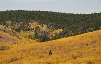 Usa, New Mexico, Santa Fe, Trees in Fall colors in Sangre De Cristo Mountains, Santa Fe, New