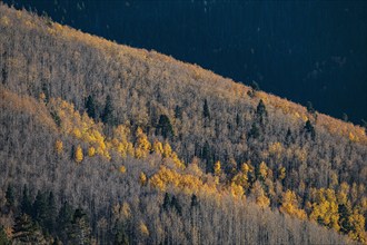 Usa, New Mexico, Santa Fe, Aspen trees in Fall colors in Sangre De Cristo Mountains, Santa Fe, New