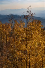 Usa, New Mexico, Santa Fe, Aspen trees in Fall colors in Sangre De Cristo Mountains, Santa Fe, New