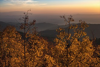 Usa, New Mexico, Santa Fe, Aspen trees in Fall colors in Sangre De Cristo Mountains at sunset,