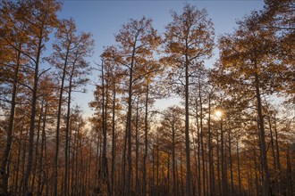 Usa, New Mexico, Santa Fe, Aspen trees in Fall colors in Sangre De Cristo Mountains at sunset,