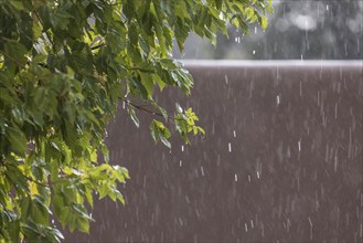 Usa, New Mexico, Santa Fe, Rain falling on leaves and adobe wall in High Desert, Santa Fe, New