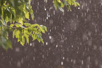 Usa, New Mexico, Santa Fe, Rain falling on leaves and adobe wall in High Desert, Santa Fe, New