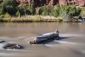 Usa, New Mexico, Abiquiu, Rio Chama, Tree trunk in Chama River, long exposure, Abiquiu, New Mexico,