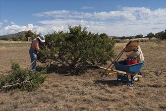 Usa, New Mexico, Sante, Woman trimming juniper tree in desert landscape, Santa Fe, New Mexico, USA