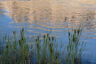 Usa, New Mexico, Abiquiu, Rio Chama, Cattails growing at Chama River , Abiquiu, New Mexico, USA