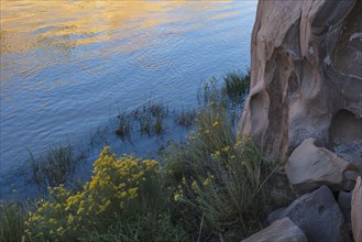 Usa, New Mexico, Abiquiu, Rio Chama, Bushes and grass growing at Chama River, Abiquiu, New Mexico,