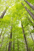 USA, New Jersey, Mendham, Low angle view of tall deciduous trees in springtime, Mendham, New