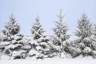 USA, New Jersey, Mendham, Norway Spruce trees covered with snow in winter, Mendham, New Jersey, USA