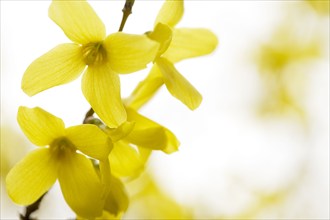 Close-up of Forsythia in bloom, Chester, New Jersey, USA