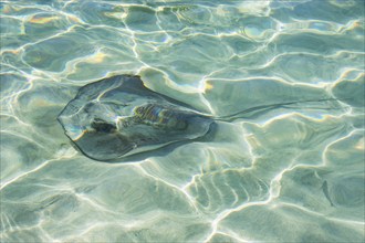 USA, USVI, St. John, Stingray in the shallows at Maho Bay, St. John, United States Virgin Islands,