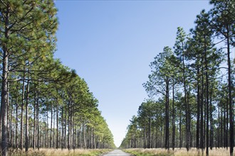 USA, North Carolina, Hampstead, Fire road in forest of Longleaf Pine trees, Hampstead, Hampstead,