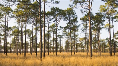 USA, North Carolina, Hampstead, Forest of Longleaf Pine trees, Hampstead, Hampstead, North