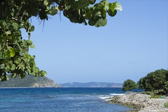 USA, Virgin Islands, St. John, Sea Grapes overhang view of Friis Bay, St. John, United States