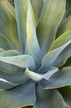 Close-up of green aloe plant, Scottsdae, Arizona, USA