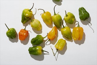 Overhead view of Habanero Peppers on white background, New York, New York, USA