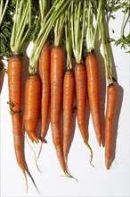 Overhead view of carrots on white background, New York, New York, USA