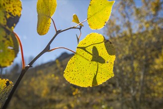 USA, Idaho, Close-up of yellow Aspen leaf in Fall at Sun Valley, Sun Valley, Idaho, USA