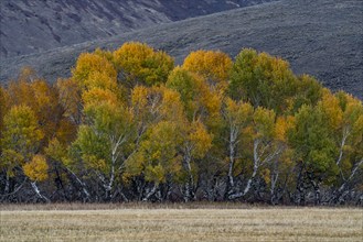 USA, Idaho, Bellevue, Trees and field in Fall season near Sun Valley, Bellevue, Idaho, USA