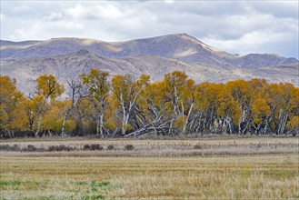 USA, Idaho, Bellevue, Field and hills in Fall season near Sun Valley, Bellevue, Idaho, USA