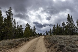 USA, Idaho, Dirt road leads through Sawtooth National Forest on cloudy day, Stanley, Idaho, USA