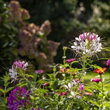 Close-up of flowers growing in garden in sunlight, Mt. Horeb, Wisconsin, USA