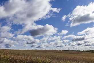 Clouds over corn field in Fall, Mt. Horeb, Wisconsin, USA