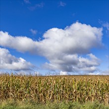 Clouds over corn field in Fall, Mt. Horeb, Wisconsin, USA