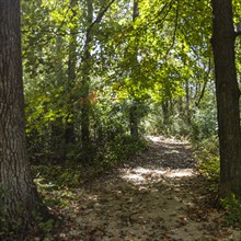 USA, Wisconsin, Sun shining through trees in forest in Donald County Park near Madison, Mt. Horeb,