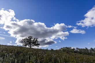 USA, Wisconsin, Clouds over landscape in Donald County Park near Madison, Mt. Horeb, Wisconsin, USA