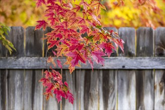 USA, Idaho, Bellevue, Close-up of red maple leaves in Fall near Sun Valley, Bellevue, Idaho, USA